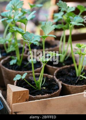 Celeriac seedlings biodegradable peat planting pots Stock Photo
