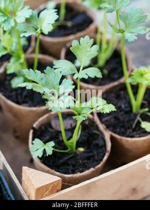 Celeriac seedlings biodegradable peat planting pots Stock Photo