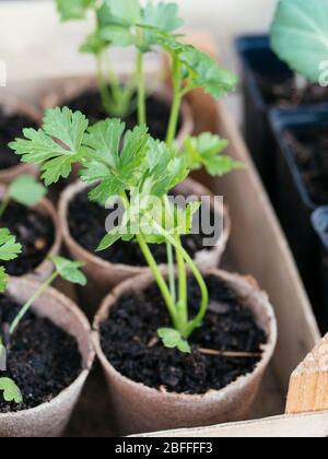 Celeriac seedlings biodegradable peat planting pots Stock Photo