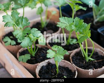 Celeriac seedlings biodegradable peat planting pots Stock Photo
