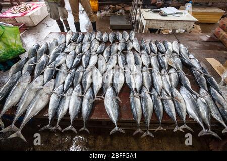 Fish for sale in the famous fish market in Negombo in Sri Lanka near Colombo. Stock Photo