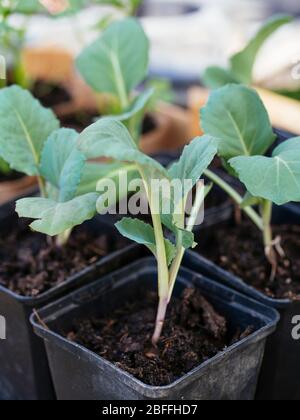 Pointed cabbage seedlings in nursery pots. Stock Photo