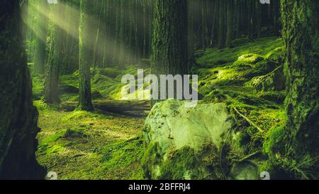 Soft Light Rays In Moss Covered Earth Forest With Bark And Pine Trees Stock Photo