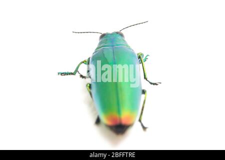 Jewel beetle (Chrysochroa fulminans) Isolated on white background. Stock Photo