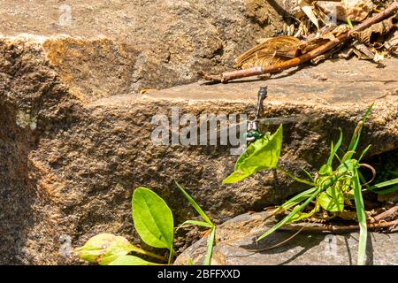 Dragon Fly on rock Stock Photo