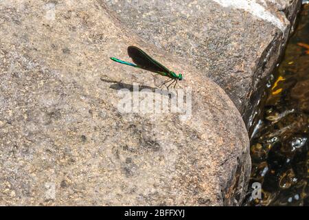 Dragon Fly on rock Stock Photo