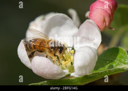 Honey bee (Apis mellifera) nectaring on a Crab apple (Malus sylvestris) flower in a garden, Wiltshire, UK, April.