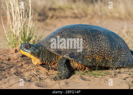 Blanding's Turtle (Emydoidea blandingii), Great Lakes region, USA, by Dominique Braud/Dembinsky Photo Assoc Stock Photo