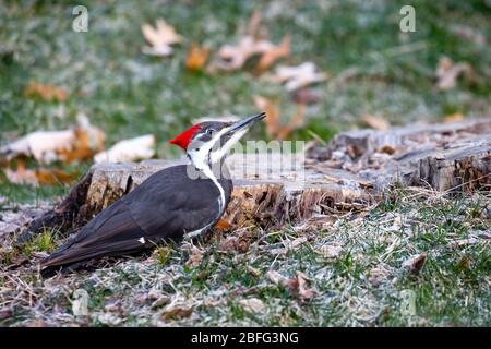 Female Pileated Woodpecker (Dryocopus pileatus) eating bugs from a stump in the springtime, horizontal Stock Photo