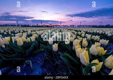 Tulip field during sunset in the Netherlands Noordoostpolder, coloful tulip field during dusk Stock Photo