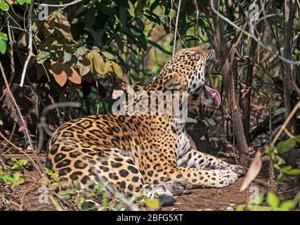 Jaguar Yawning in the Jungle in the Pantanal in Brazil Stock Photo