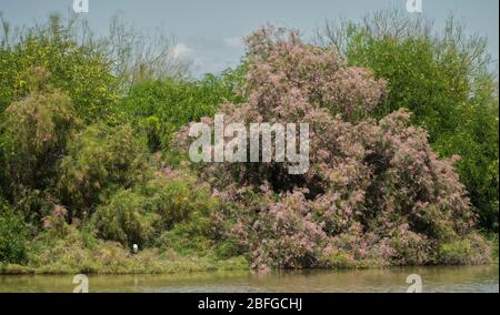 Beautiful Landscape of Marshland with White Egret Stock Photo