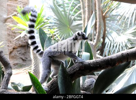 Bronx, New York, USA 3rd September 2013 A general view of atmosphere of Ring-tailed Lemur in Madagascar Exhibit at The Bronx Zoo on September 3, 2013 in Bronx, New York, USA. Photo by Barry King/Alamy Stock Photo Stock Photo