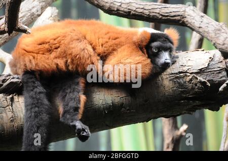 Bronx, New York, USA 3rd September 2013 A general view of atmosphere of Red-Ruffed Lemur in Madagascar Exhibit at The Bronx Zoo on September 3, 2013 in Bronx, New York, USA. Photo by Barry King/Alamy Stock Photo Stock Photo