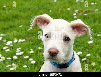 Portrait of an adorable terrier mix cream and tan colored puppy sitting in green grass with daisies in the background. Quizzical expression. Stock Photo