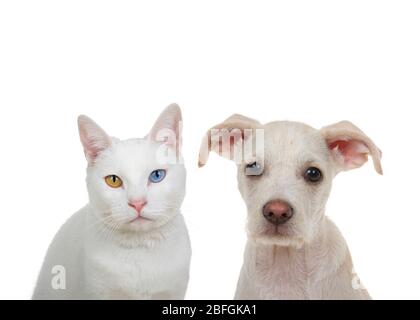 Close up portrait of a white cat with heterochromia, odd eyes, looking directly at viewer with intense stare sitting next to adorable cream and tan te Stock Photo