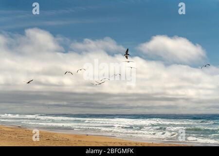 Flock of pelicans flying over the sea. Stormy Pacific Ocean, and beautiful cloudy sky on background Stock Photo
