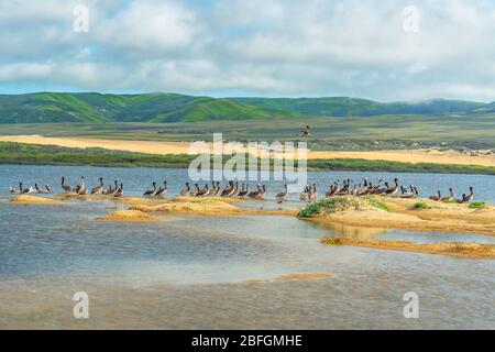 Great colony of brown pelicans on the beach. Beautiful green hill and sand dunes on background Stock Photo