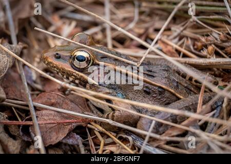 Side view of a Southern Leopard Frog with beautiful golden eyes resting by a pond's edge in early spring. North Carolina. Stock Photo