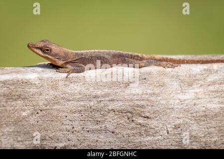 A Carolina anole or green anole looks inquisitive while it rests on a wooden fence. Stock Photo
