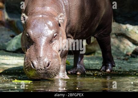 Hippopotamus while looking for food. The hippopotamus, also called the common hippopotamus is a large, mostly herbivorous, semiaquatic mammal Stock Photo