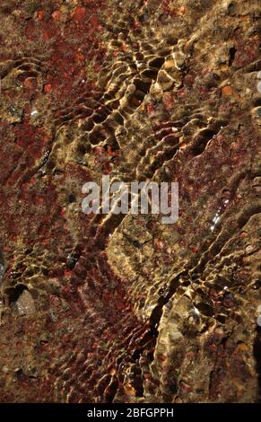Close-up of patterns created on the surface of shallow water running down the side of a dirt path. Ripples over the red, gold and black substratum. Stock Photo