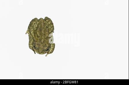 close up of a common toad isolated on white background,upper view Stock Photo