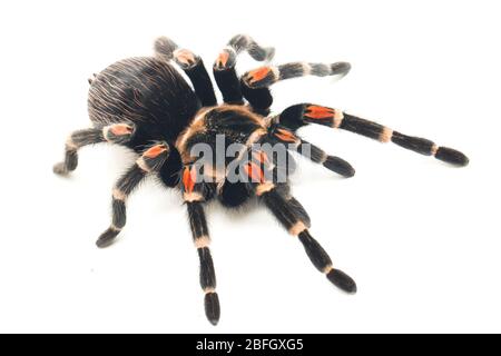 Brachypelma auratum ( Mexican flame knee) is a tarantula endemic to the regions of Guerrero and Michoacán in Mexico. isolated on white background Stock Photo
