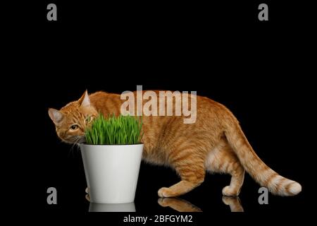 Red Cat walk and eating wheat grass on isolated black background Stock Photo