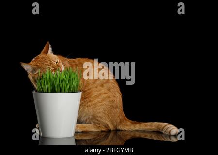 Red Cat sitting and eating wheat grass on isolated black background Stock Photo