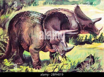 Triceratops, ancient reptile, dinosaur, prehistoric animal Stock Photo