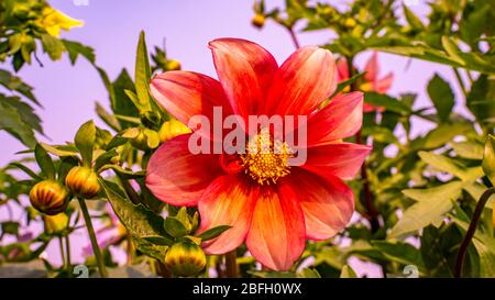 A flower, sometimes known as a bloom or blossom, Stock Photo