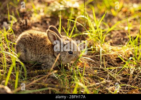 Cute little adorable gray fluffy rabbit sitting on a green grass lawn in a forest during sunset. Easter nature and animals bokeh. Copy space