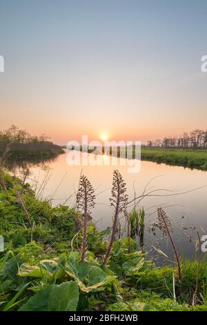 Stunning nature image of the setting sun above the horizon in the Dutch landscape. Wild flowers grow along the bank of the river. Stock Photo