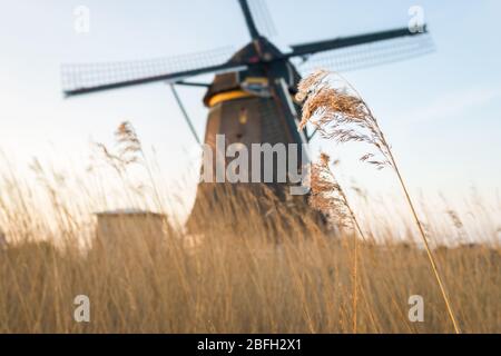 Picturesque view of the countryside of Holland with common reed stems growing in the foreground and a classic Dutch windmill in the background. Stock Photo