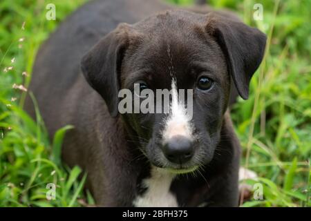 Our family pet, a black and white mongrel puppy staring right into me and posing for the shot. Stock Photo