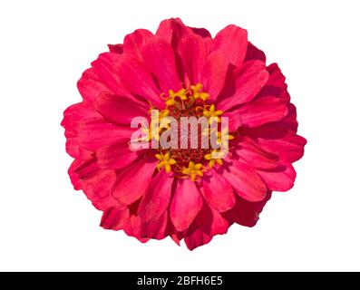 Pink zinnia, multi-layered petals, isolated on a white background Stock Photo