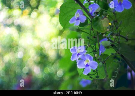 Bengal clock vine flower, Blue Trumpet, Blue Skyflower, Skyflower, Clock vine, Heavenly Blue. Stock Photo