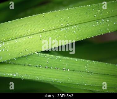 Rain drops on green leaves Stock Photo