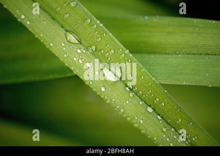 Rain drops on green leaves Stock Photo