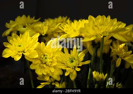 Bouquet of delicate yellow flowers of chrysanthemum on a black background close-up Stock Photo