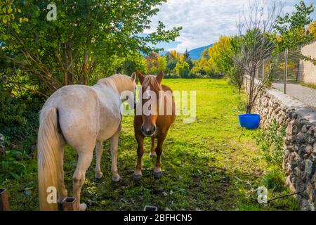 Two horses in a meadow. Rascafria, Madrid province, Spain. Stock Photo