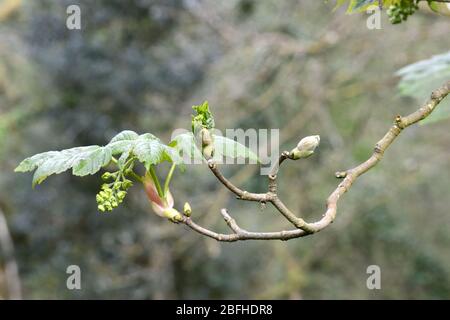 Sycamore tree buds flowers and leaves in spring Acer pseudoplatanus Stock Photo