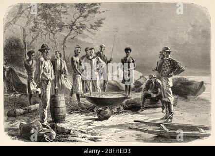 Preparation of a traditional dish, trepang cooking, sea cucumber course, New Caledonia. Old engraving illustration, Journey to New Caledonia by Jules Stock Photo