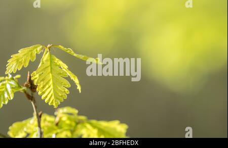 Fresh bright oak leaf, spring sprout in the woods. Green, bright, vibrant background. Stock Photo