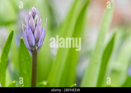 A detailed close up of a blue coloured bluebell just before it opens into it's signature shape. Stock Photo