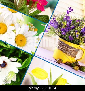 Collage of beautiful flowers Stock Photo