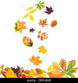 Falling beautiful autumn leaves isolated on white Stock Photo