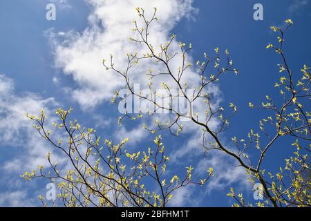 Spring concept with budding leaves on branches set against blue sky and clouds Stock Photo