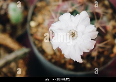 White Cactus Flower bloom with a thorn. Top view of flower Stock Photo